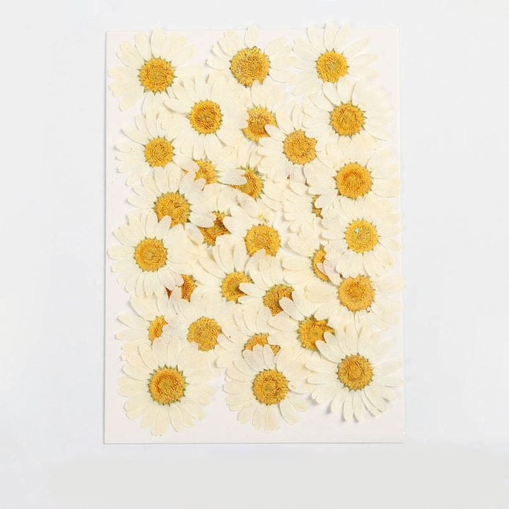 Colorful Dried Daisy Flower Series Material For DIY Diary