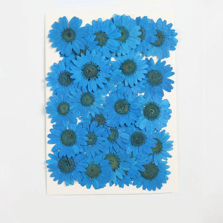 Colorful Dried Daisy Flower Series Material For DIY Diary