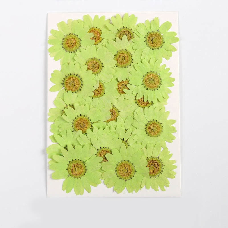 Colorful Dried Daisy Flower Series Material For DIY Diary