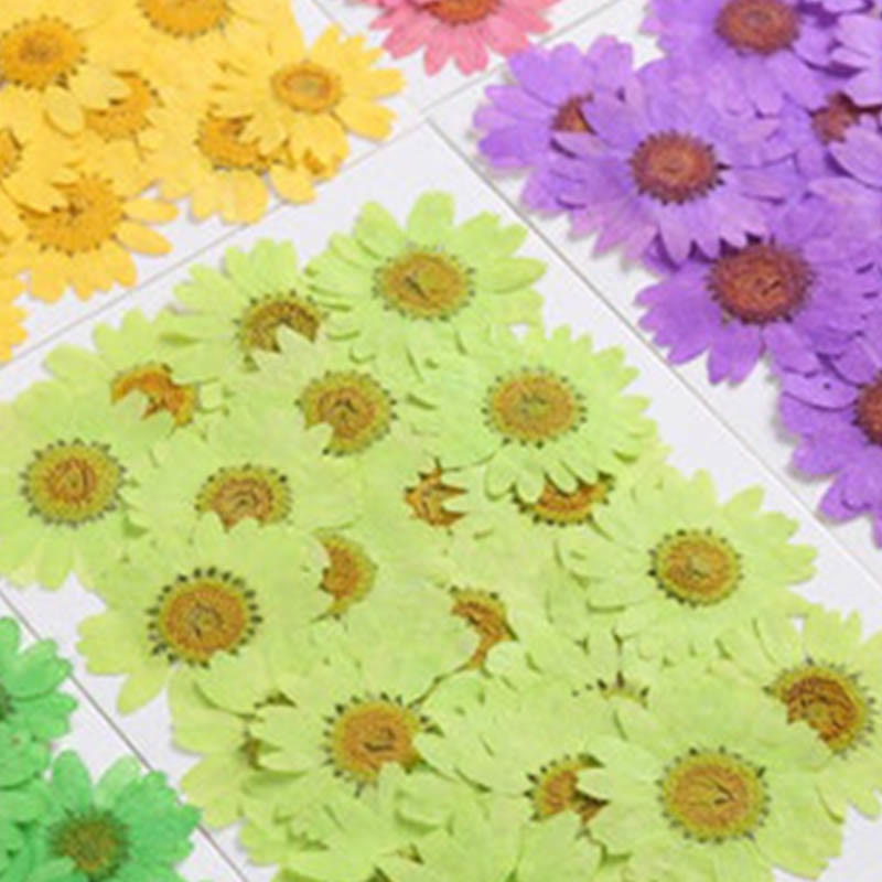 Colorful Dried Daisy Flower Series Material For DIY Diary