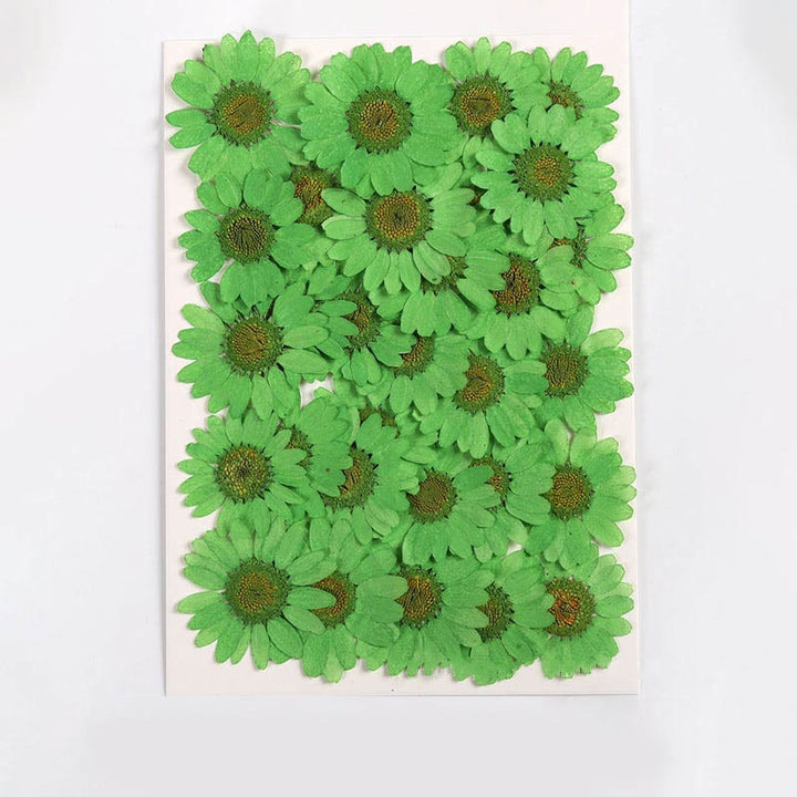 Colorful Dried Daisy Flower Series Material For DIY Diary