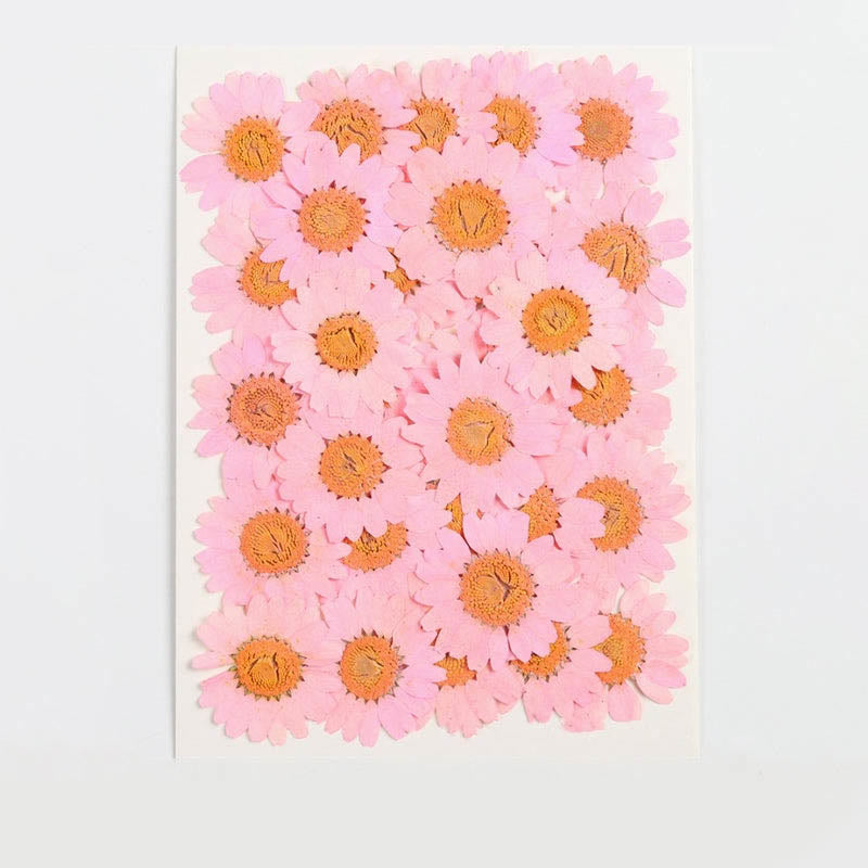 Colorful Dried Daisy Flower Series Material For DIY Diary