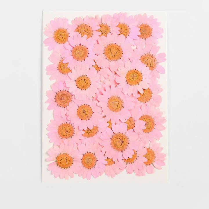 Colorful Dried Daisy Flower Series Material For DIY Diary