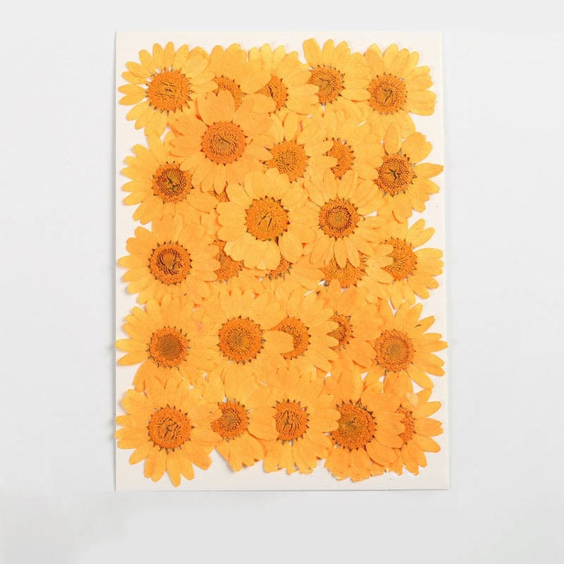 Colorful Dried Daisy Flower Series Material For DIY Diary