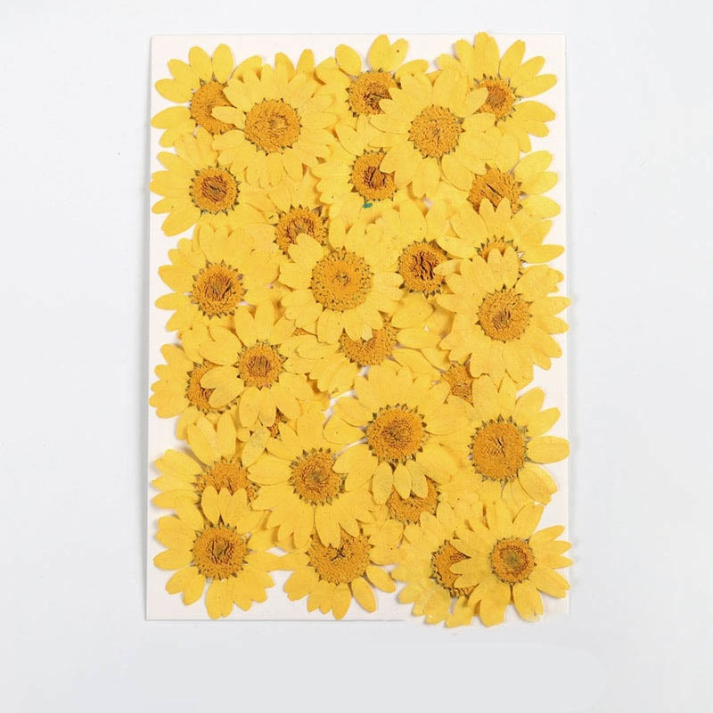 Colorful Dried Daisy Flower Series Material For DIY Diary