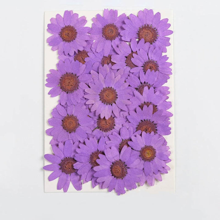 Colorful Dried Daisy Flower Series Material For DIY Diary