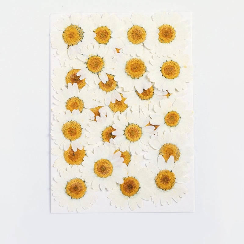 Colorful Dried Daisy Flower Series Material For DIY Diary