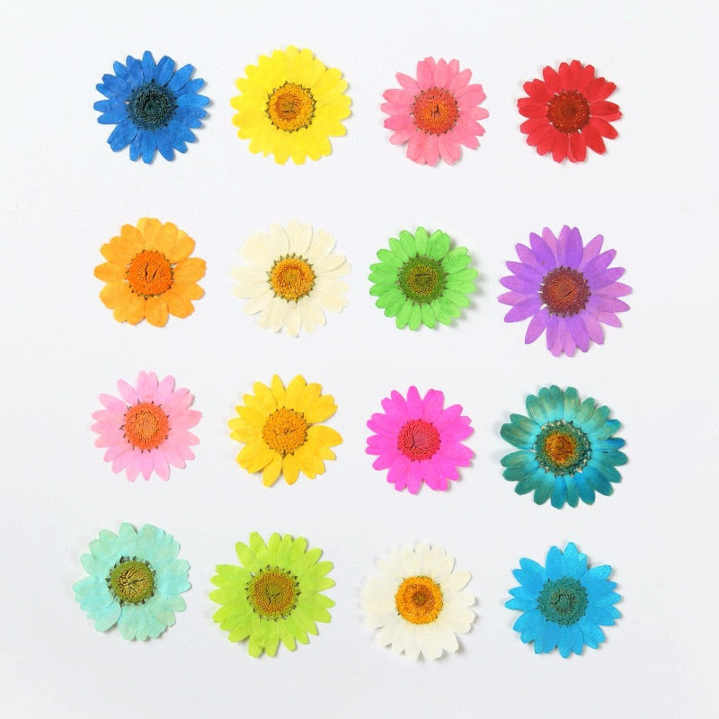 Colorful Dried Daisy Flower Series Material For DIY Diary