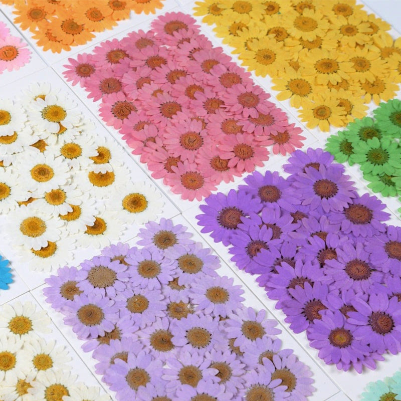 Colorful Dried Daisy Flower Series Material For DIY Diary