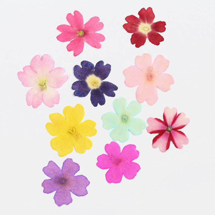 Small Colorful Dried Flower Series Material For DIY Diary