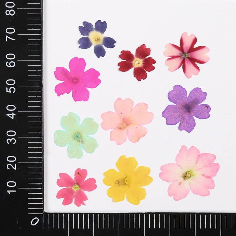 Small Colorful Dried Flower Series Material For DIY Diary