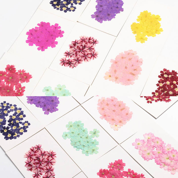 Small Colorful Dried Flower Series Material For DIY Diary