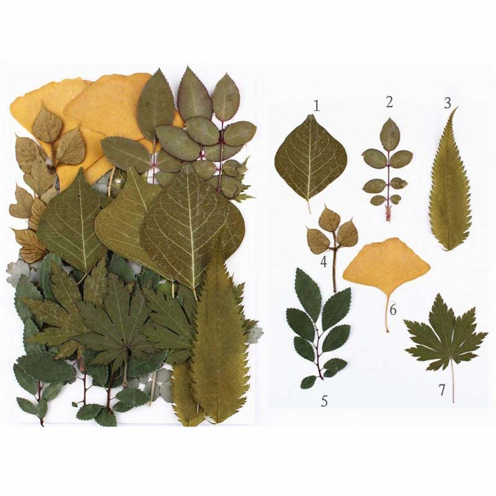 Press Green Leaves Series Decoration Material For DIY Diary