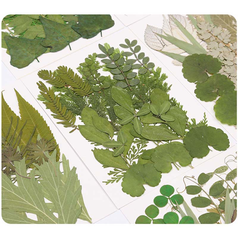 Press Green Leaves Series Decoration Material For DIY Diary