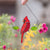 The Cardinal Bird Suncatcher Irregular Stained Glass Light Catcher