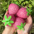 Discoloration In Light Strawberry Squishie Toy For Stress Relief Party Favors